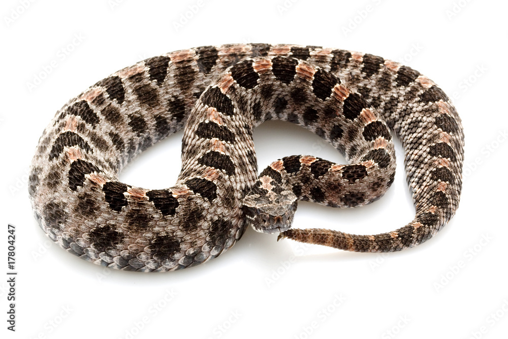 pygmy rattlesnake pygmy rattlesnake
