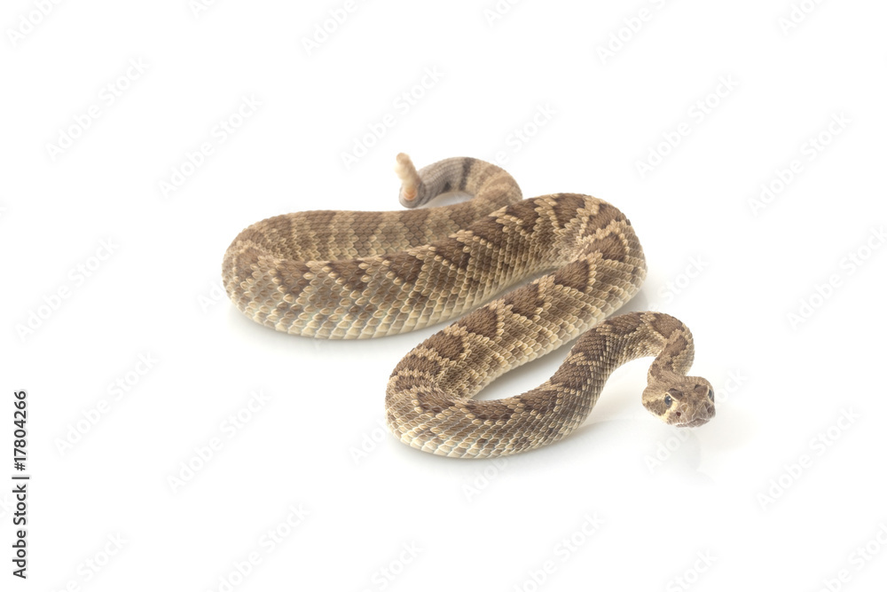 Obraz premium Dwarf Mojave rattlesnake