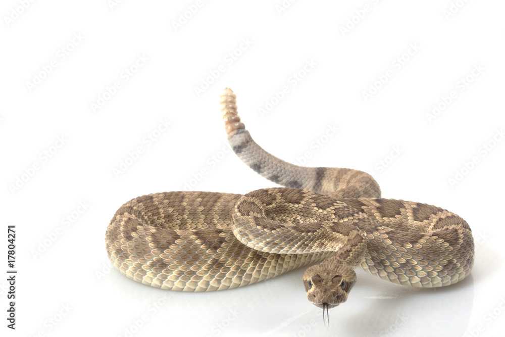Fototapeta premium Dwarf Mojave rattlesnake