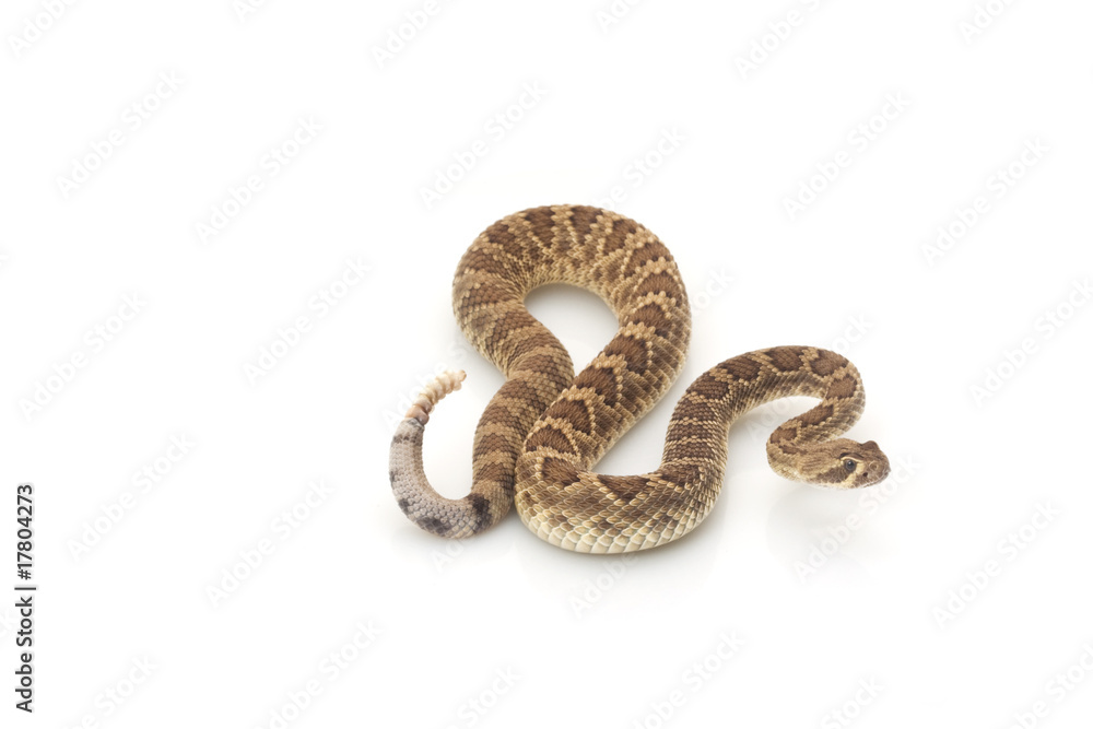 Fototapeta premium Dwarf Mojave rattlesnake