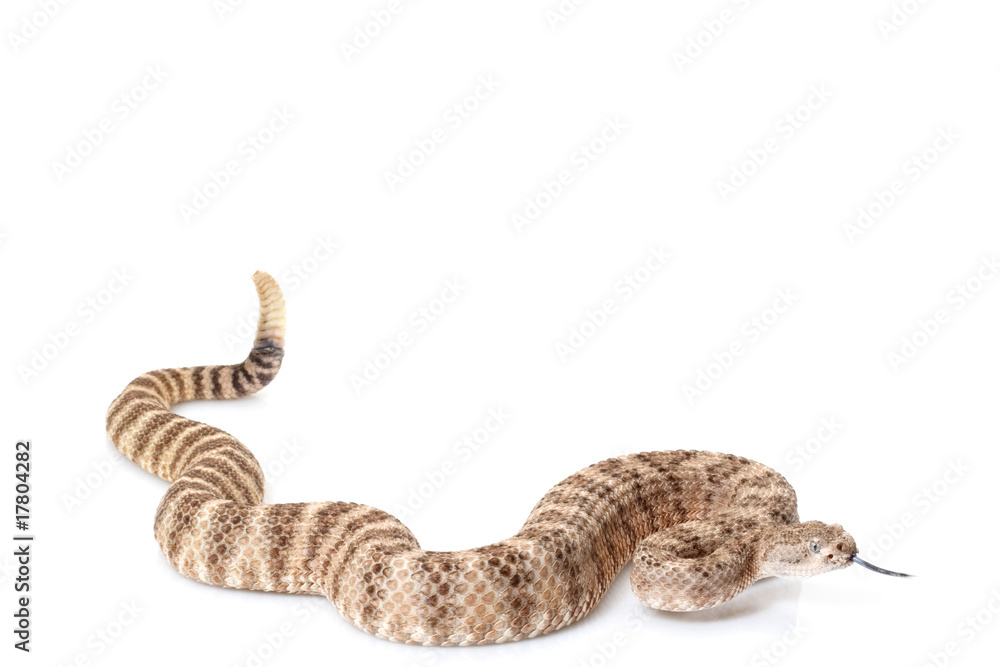Obraz premium Southwestern speckled rattlesnake