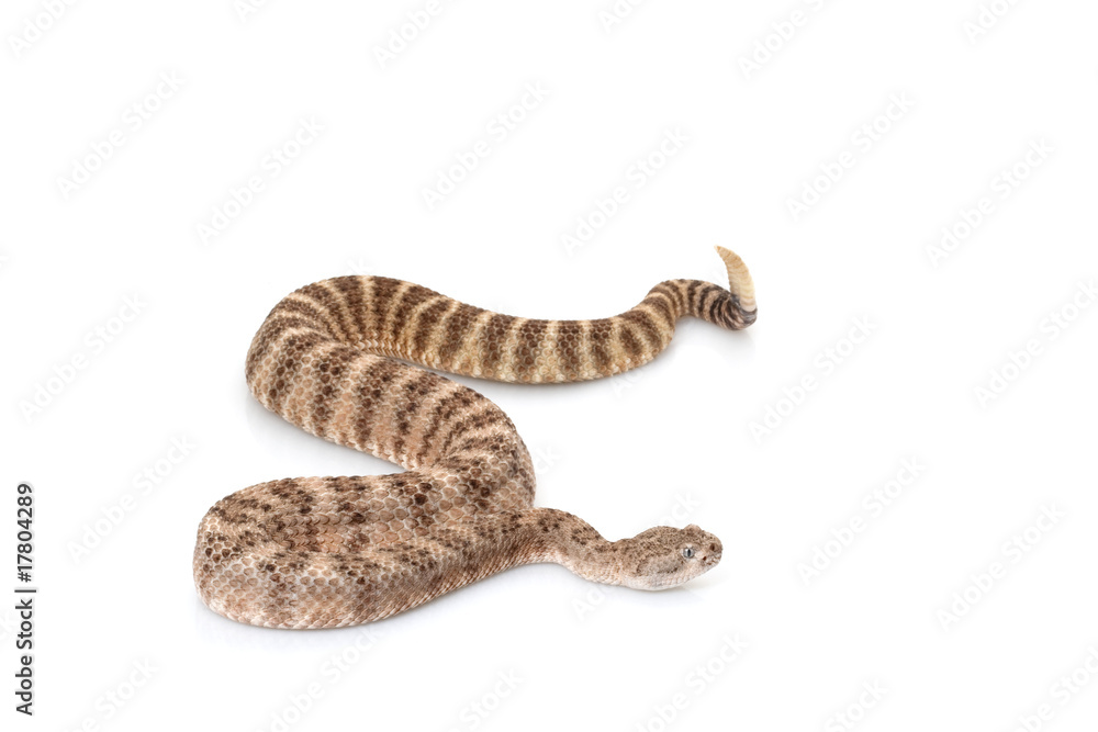Southwestern speckled rattlesnake Southwestern speckled rattlesnake