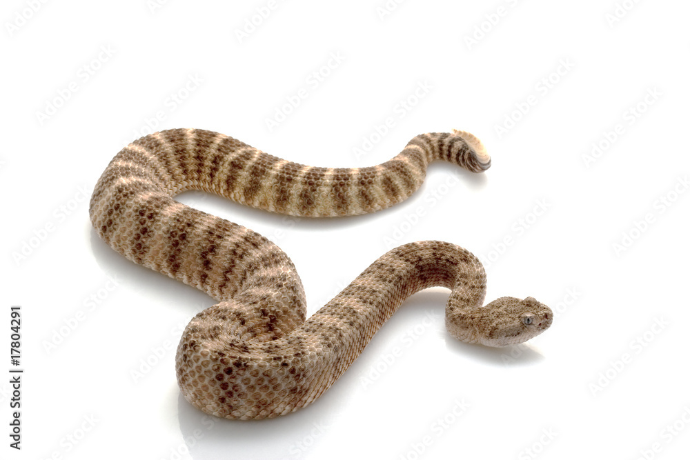 Fototapeta premium Southwestern speckled rattlesnake