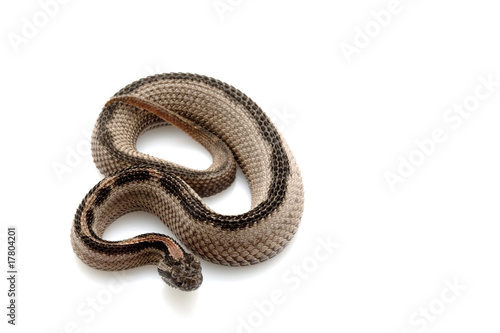 Striped pygmy rattlesnake