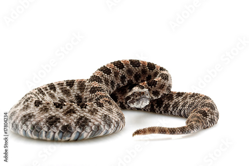 pygmy rattlesnake