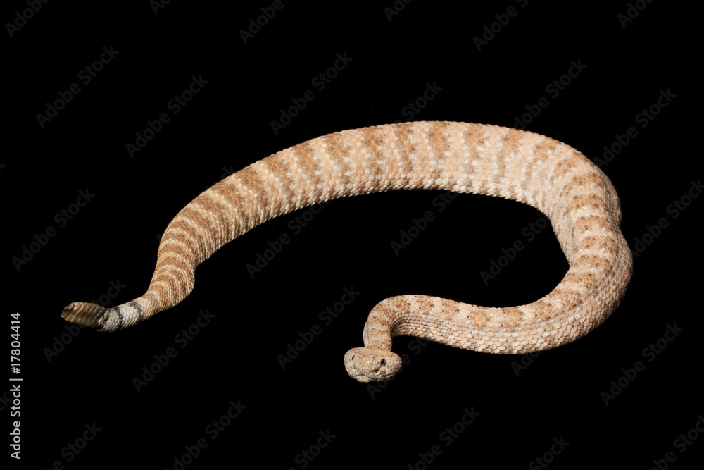 Naklejka premium Speckled Rattlesnake