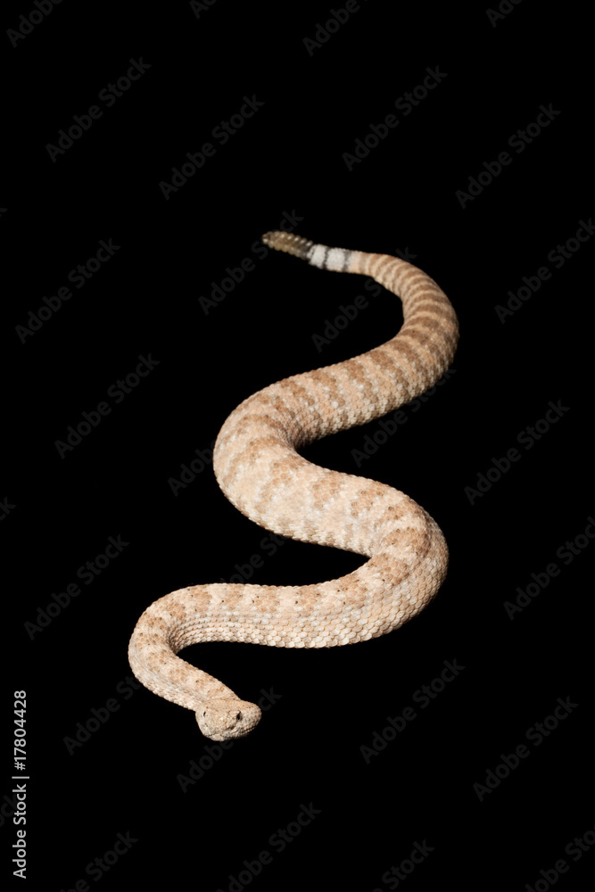 Speckled Rattlesnake Speckled Rattlesnake