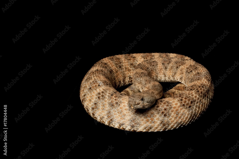 Obraz premium Speckled Rattlesnake