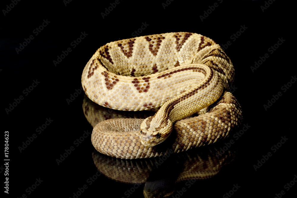 Naklejka premium South American rattlesnake