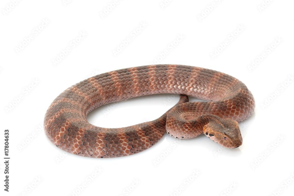 Obraz premium Death adder