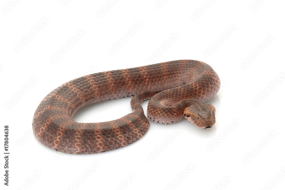 Fototapeta premium Death adder