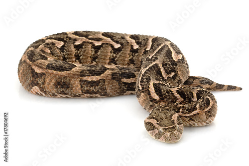 Puff adder photo