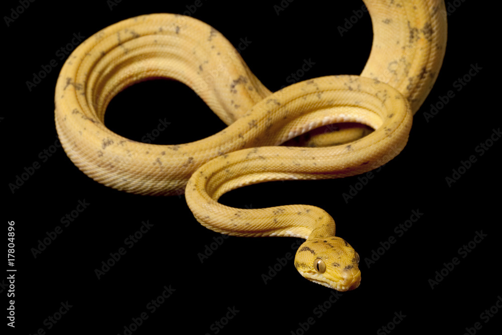 Obraz premium Amazon tree boa