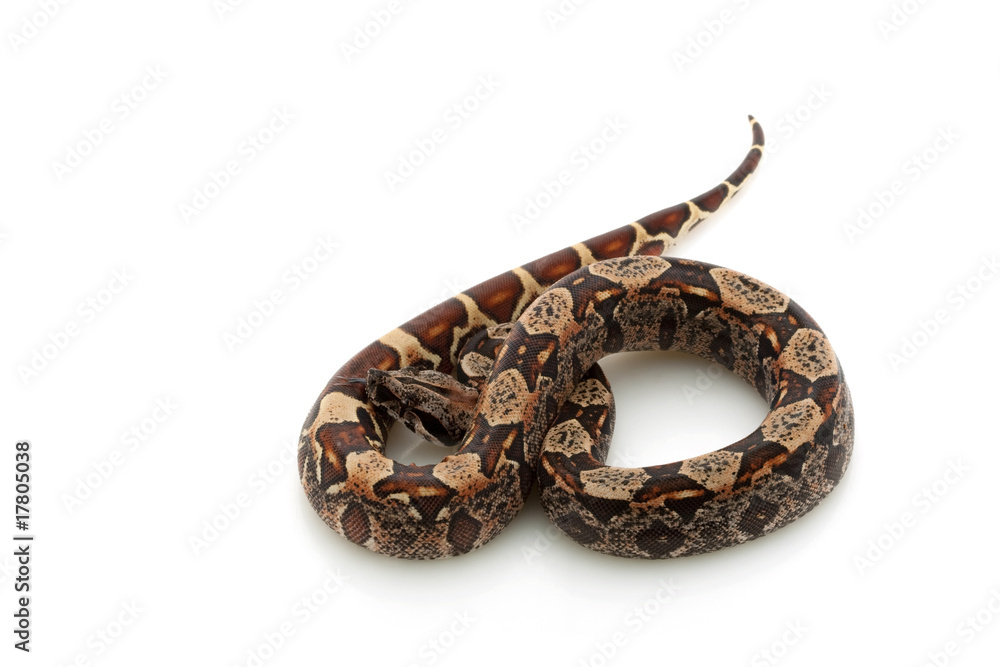 Hypomelanistic black Columbian red-tailed boa Hypomelanistic black Columbian red-tailed boa