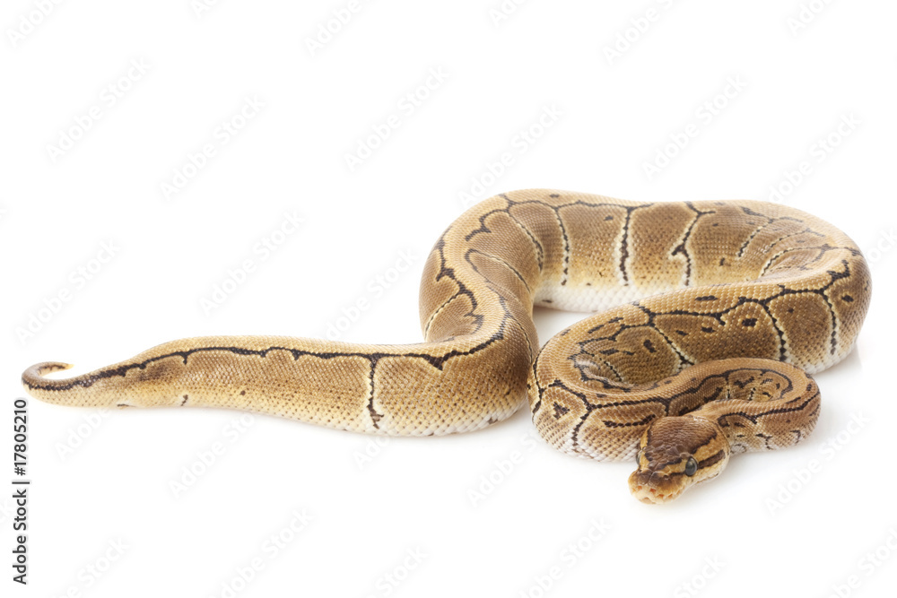 Fototapeta premium pastel pinstripe ball python