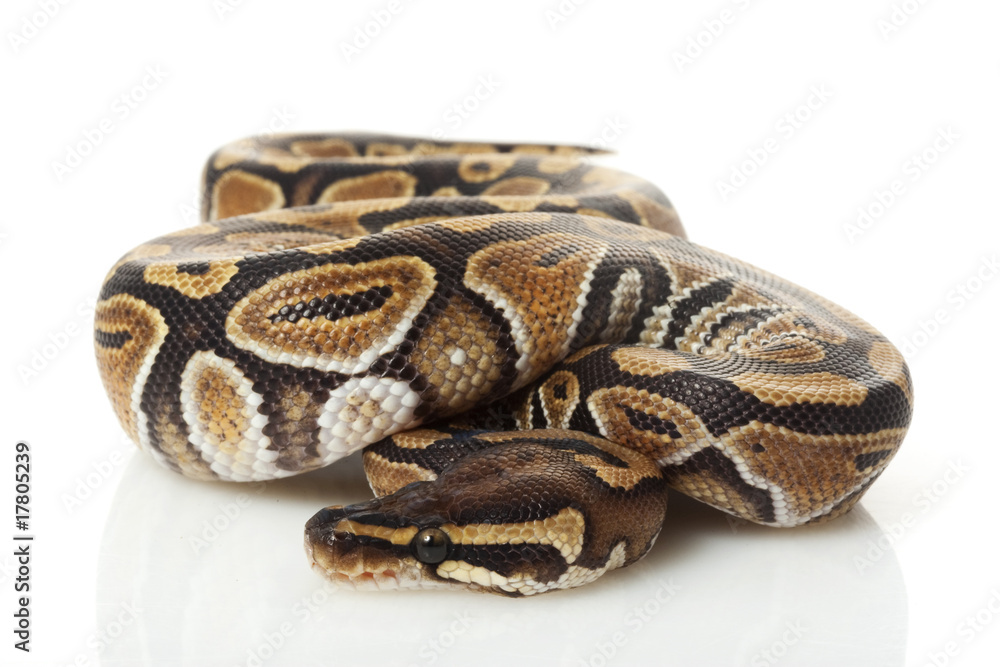 phantom ball python phantom ball python