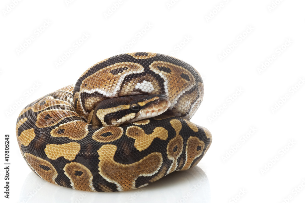 Obraz premium phantom ball python