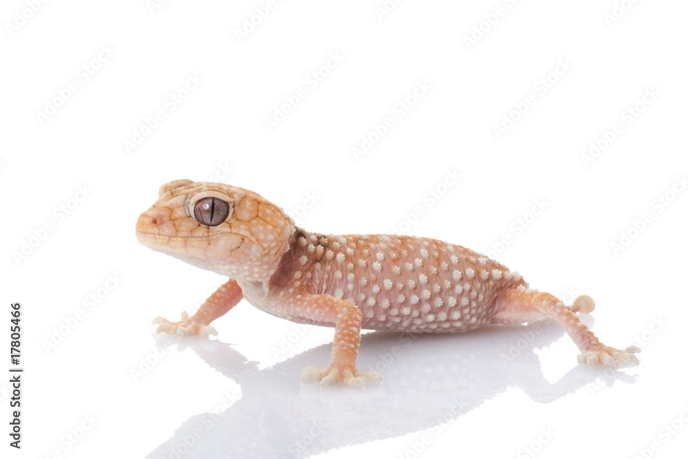 Naklejka premium Centralian Rough Knob-tailed Gecko