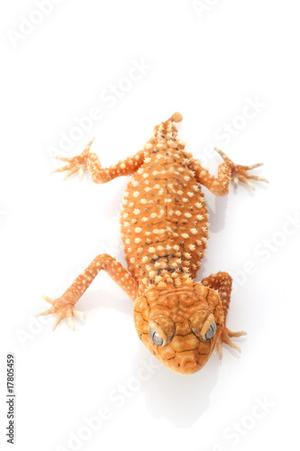 Centralian Rough Knob-tailed Gecko