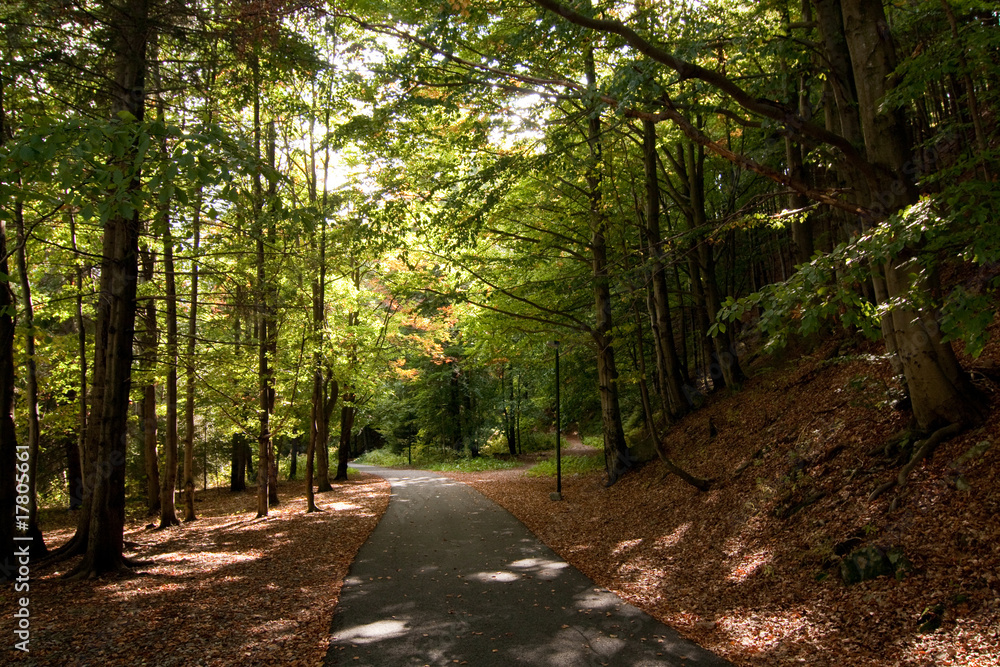 Fototapeta premium Wald in Spindlermühle