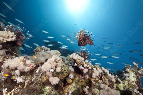 coral and lionfish