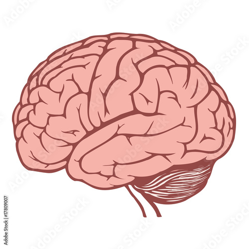 human brain