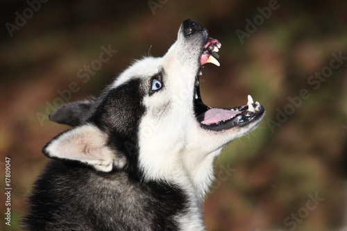 Husky