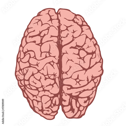 human brain from above