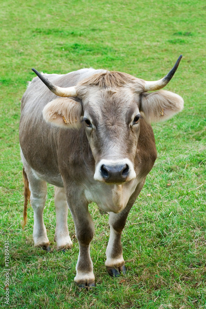 cow cow