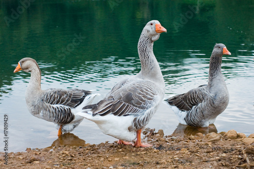Greylag geese. Anser anser