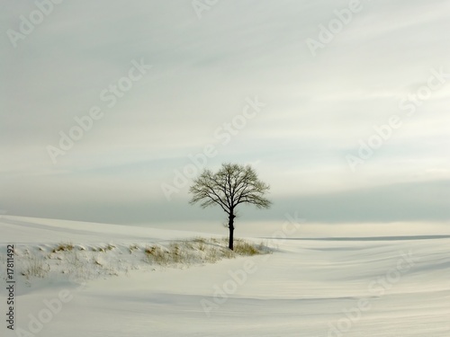 Picturesque winter scenery with white tree in the field