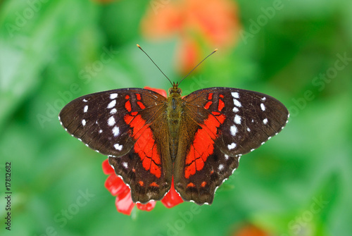 Anartia fatima photo