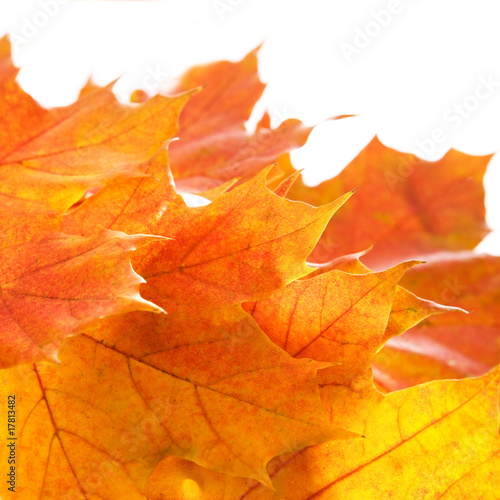 Orange autumn leaves. Space for text isolated on white.