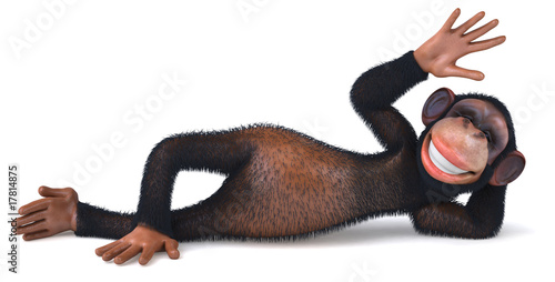 Photography Singe allongé