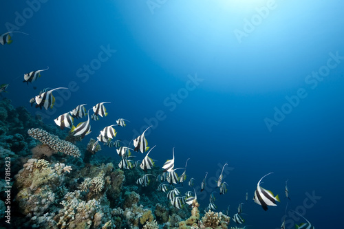 Fototapeta Naklejka Na Ścianę i Meble -  ocean and schooling bannerfish