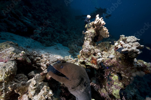 ocean and giant moray