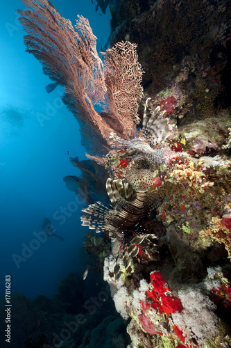 ocean  lionfish and divers