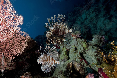 ocean and lionfish