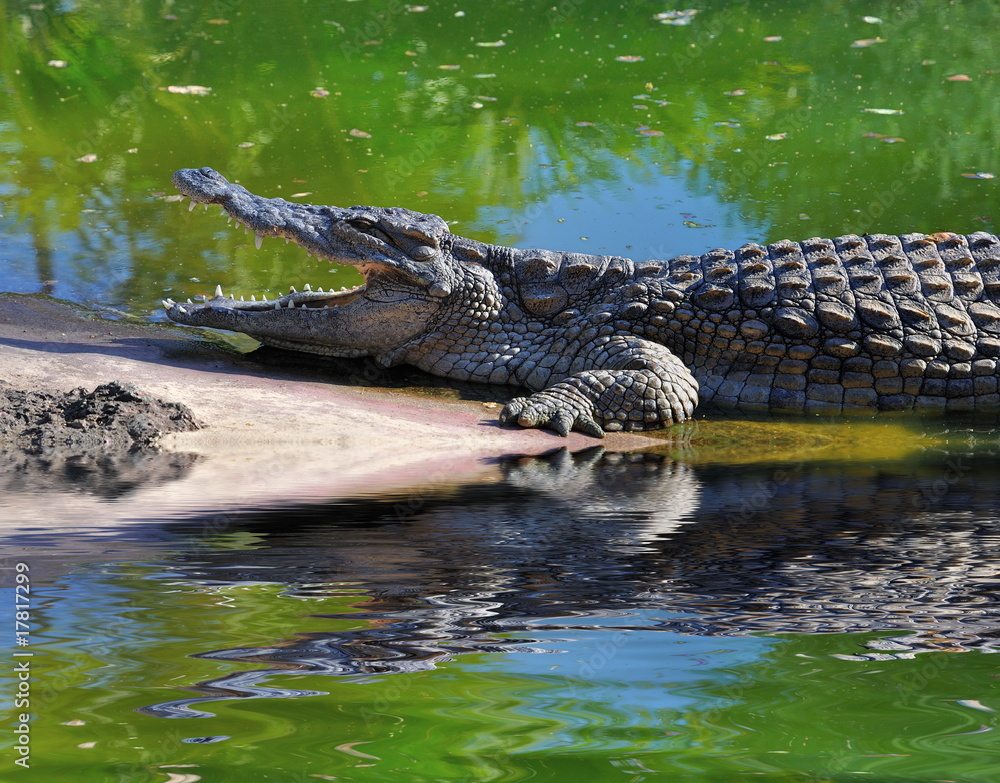 Naklejka premium Crocodile au bord de l'eau