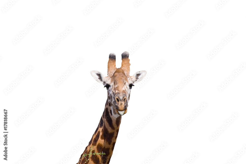 Giraffa su sfondo bianco