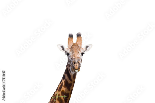 Giraffa su sfondo bianco