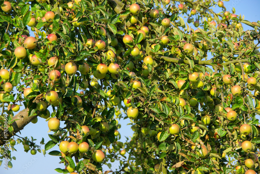 Apfel am Baum - apple on tree 66 Apfel am Baum - apple on tree 66