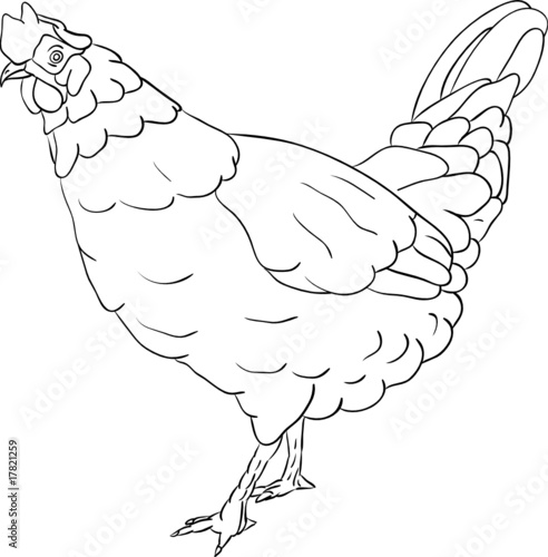 vector - hen isolated on background