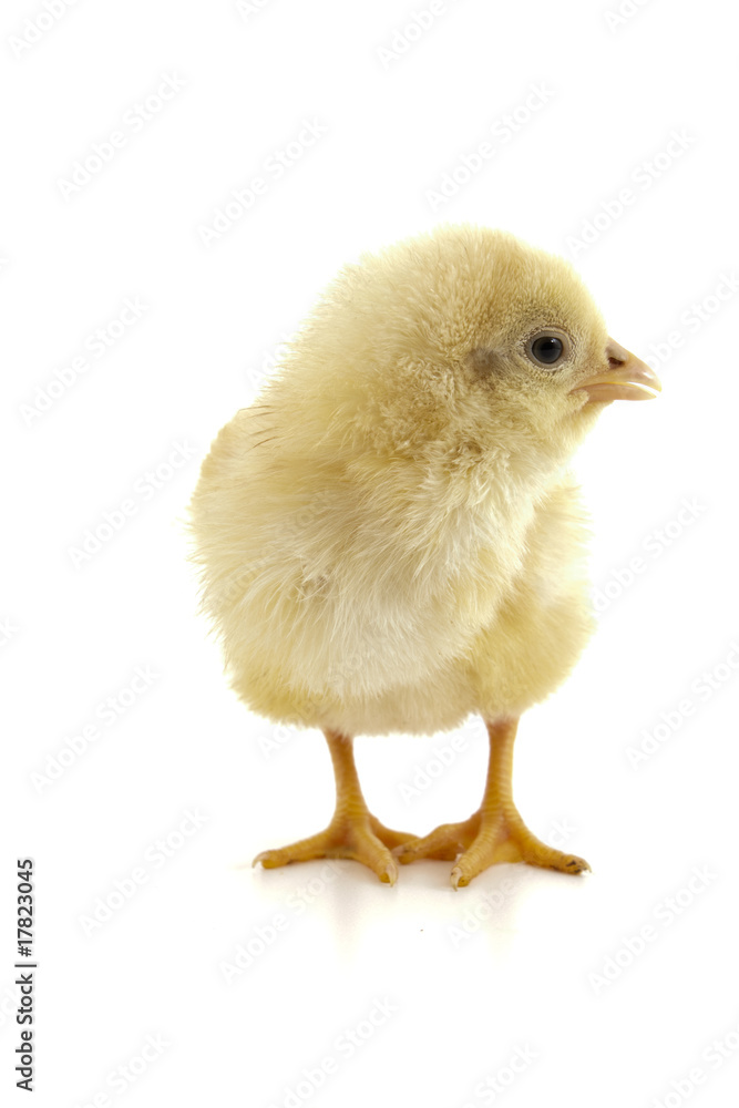 Obraz premium hatchling