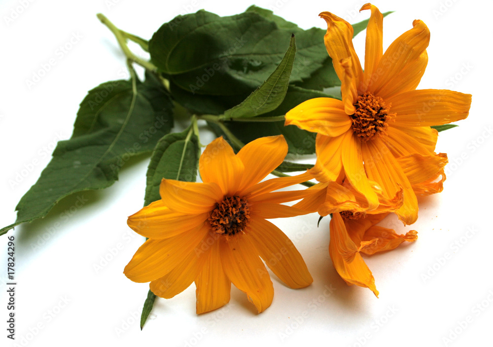 Yellow Flowers Yellow Flowers