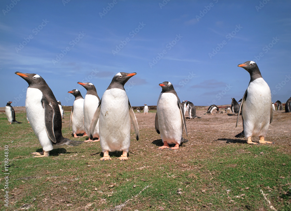 Fototapeta premium Gentoo penguins
