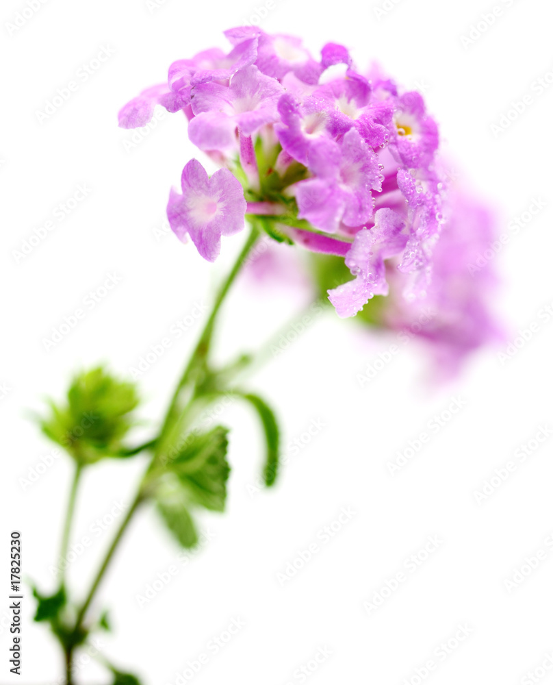 lantana lantana