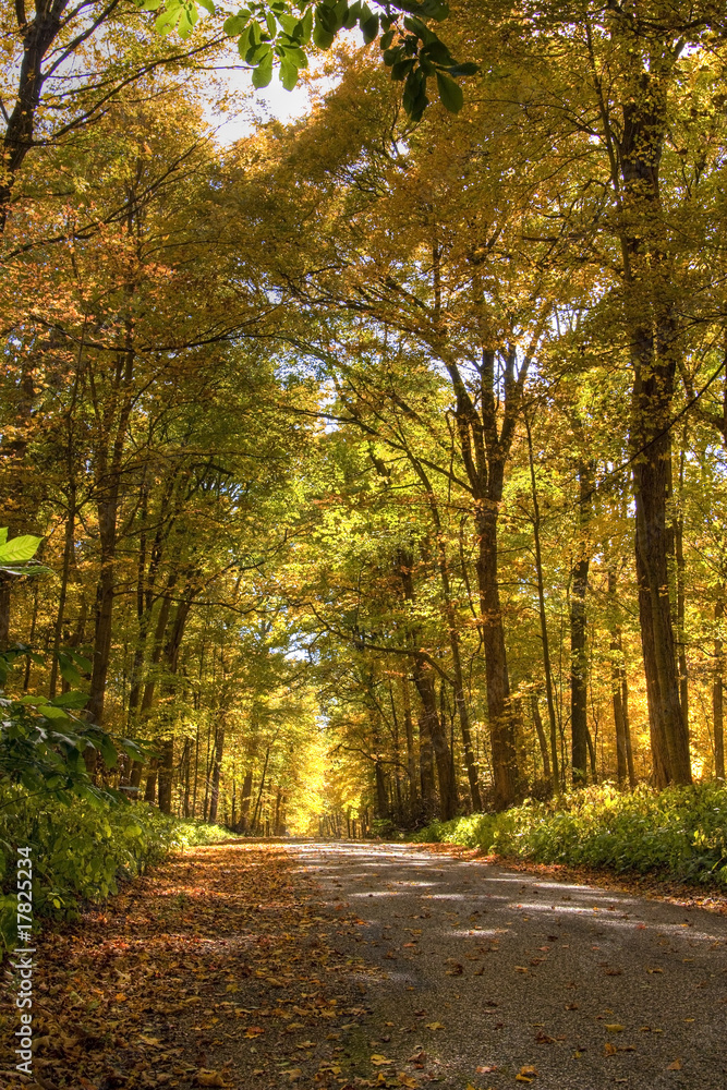 Obraz premium Autumn Road