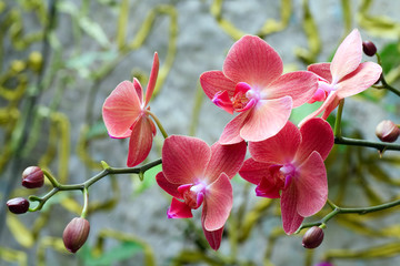 Poster Orchidee Elegante orchidee in close-up  © wildman