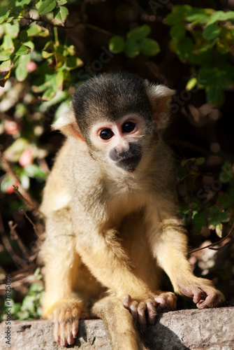 cute squirrel monkey © Eric Gevaert
